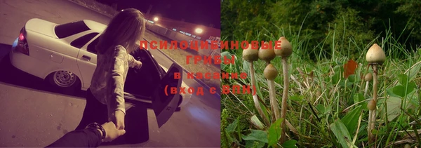 сатива Магас